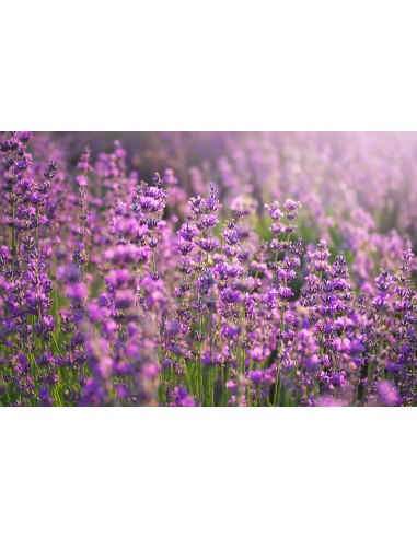 Velas de Té Aromáticas, Velas...