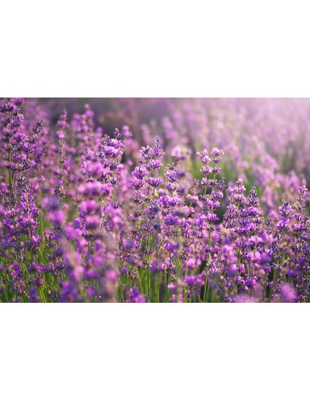 Velas de Té Aromáticas, Velas perfumadas - 20 velas