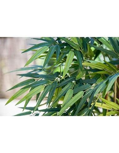 Maia Shop Bambú Cañas Naturales, Elaborados con los Mejores Materiales, Ideal para Decoración de hogar, Árbol, Planta Artific