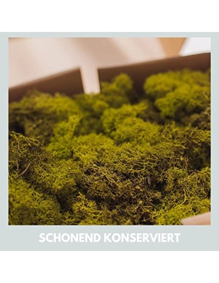 Mia Milano Musgo Decorativo preservado para artesanía I Musgo Natural Duradero de Islandia para Cuadros de Musgo I Hoja de Mu