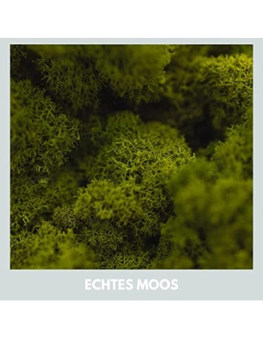 Mia Milano Musgo Decorativo preservado para artesanía I Musgo Natural Duradero de Islandia para Cuadros de Musgo I Hoja de Mu