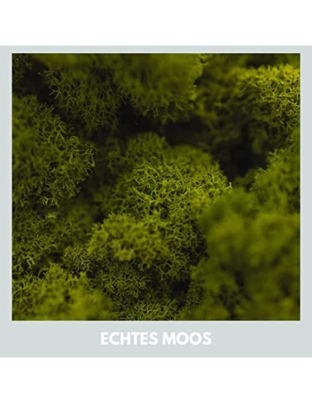 Mia Milano Musgo Decorativo preservado para artesanía I Musgo Natural Duradero de Islandia para Cuadros de Musgo I Hoja de Mu