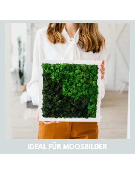 Mia Milano Musgo Decorativo preservado para artesanía I Musgo Natural Duradero de Islandia para Cuadros de Musgo I Hoja de Mu