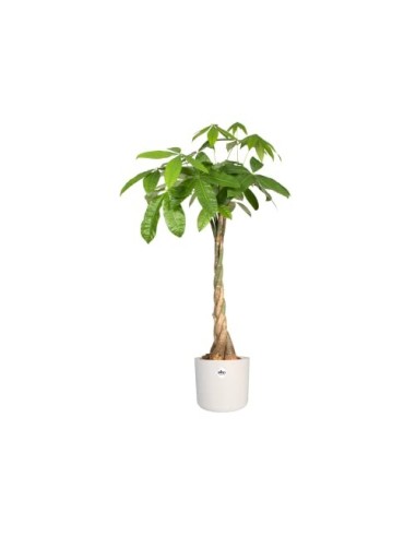 elho B.for Soft Round Maceta Redonda, Blanco, 14 cm