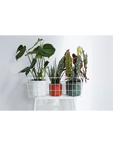 elho B.for Soft Round Maceta Redonda, Blanco, 14 cm