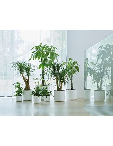 elho B.for Soft Round Maceta Redonda, Blanco, 14 cm