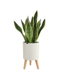 Lagita macetas con Soporte Maceta autorriego Interior,macetas Decorativas Interior, maceteros elevados - 1 Pieza Blanc