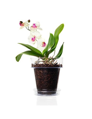 Kalapanta Kit para Trasplantar Orquídeas: 1 Maceta Transparente Ø14cm con Agujeros de Drenaje, 1 Plato Ø12cm, 1 Saco de 2L de